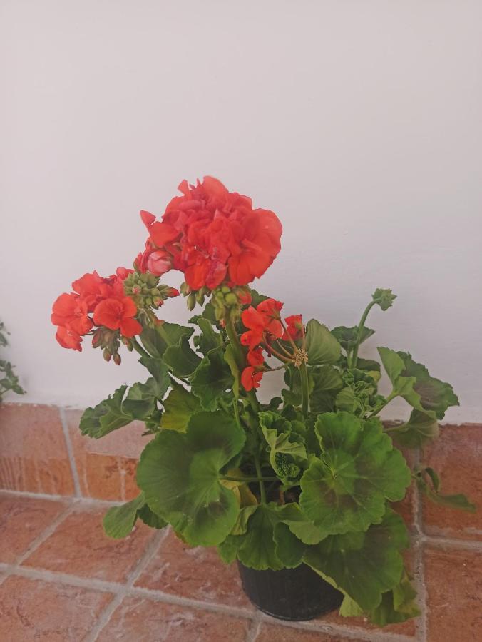 Отель La Terrazza Delle Fate Неаполь Экстерьер фото